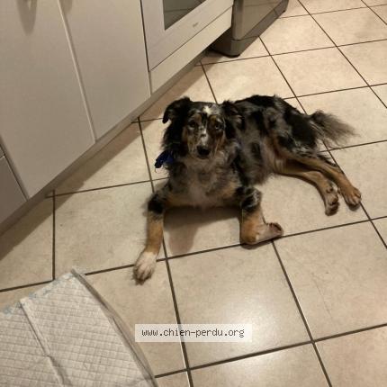 Photo 1/1 Chien retrouvé Perdu à La Tania Courchevel