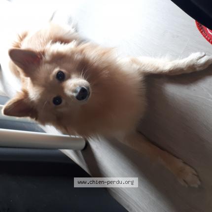 Photo 1/1 Chien retrouvé Perdu à Strasbourg