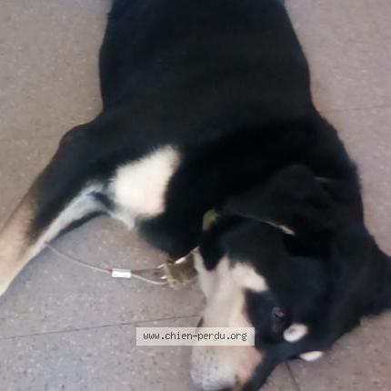 Photo 1/1 Chien retrouvé Perdu à Chalon Sur Saone