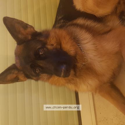 Photo 1/1 Chien retrouvé Perdu à Flayosc