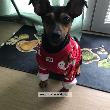 Photo 1/1 Chien retrouvé Perdu à Gradignan