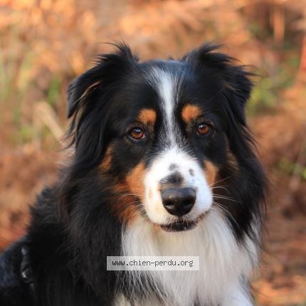 Photo 1/1 Chien retrouvé Perdu à Sainte Luce Sur Loire