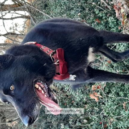 Photo de chien perdu à Aucamville 31140