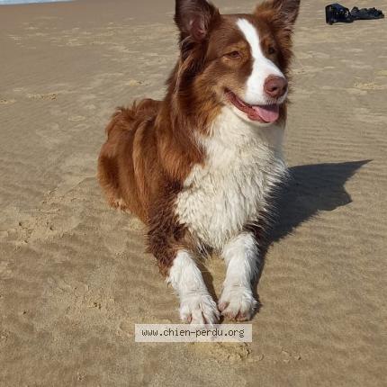 Photo de chien perdu à Contamine Montjoie