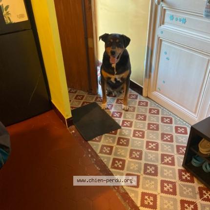 Photo de chien perdu à Marseille