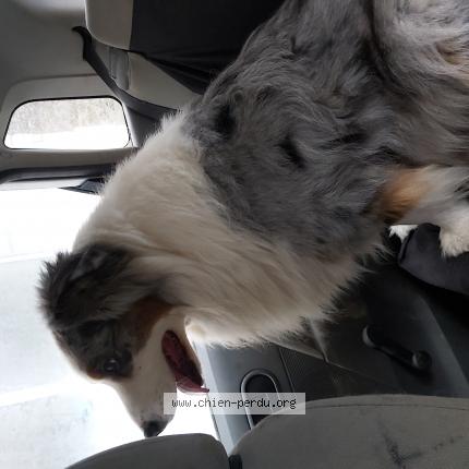 Photo de chien trouvé à Henanbihen