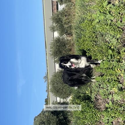 Photo 1/1 Chien retrouvé Perdu à Clarensac