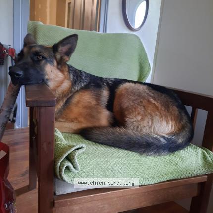 Photo 1/1 Chien retrouvé Perdu à Tichey