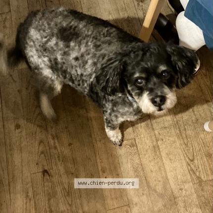 Photo de chien perdu à Lissac Et Mouret