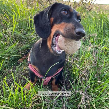 Photo de chien perdu à Weyersheim