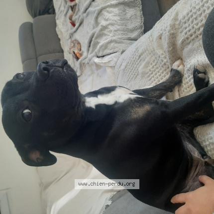 Photo de chien perdu à Menton