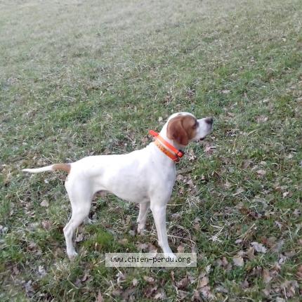 Photo 1/1 Chien retrouvé Perdu à Auch