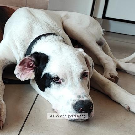 Photo de chien perdu à Balma