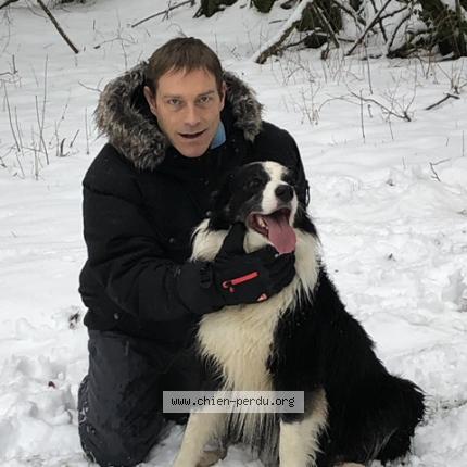 Photo 1/1 Chien retrouvé Perdu à Saint Paul