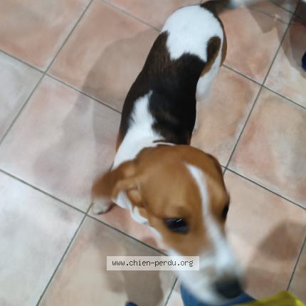 Photo 1/1 Chien retrouvé Perdu à Salvagnac