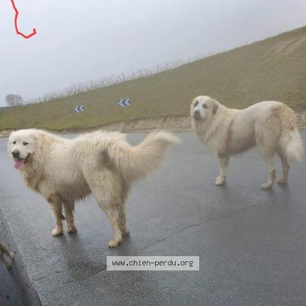 Photo 1/1 Chien retrouvé Perdu à Cherac