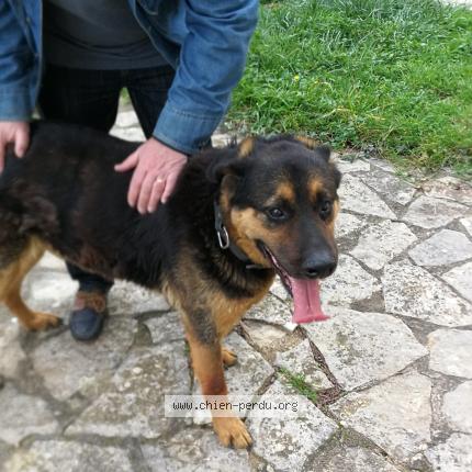Photo 1/1 Chien retrouvé Trouvé à Saint Jean De Muzols