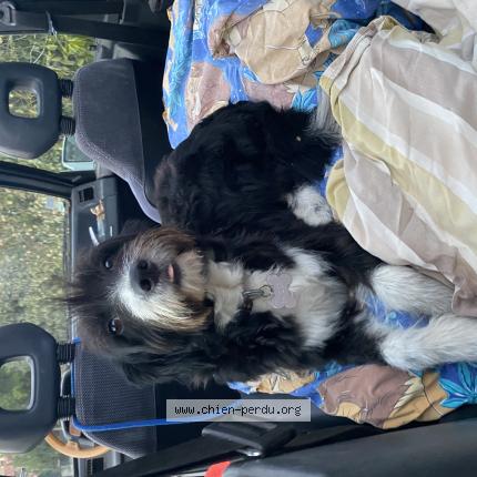 Photo 1/1 Chien retrouvé Perdu à Sanary sur mer