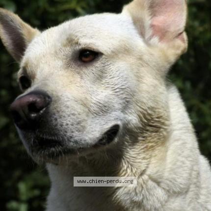 Photo 1/1 Chien retrouvé Perdu à Quissac