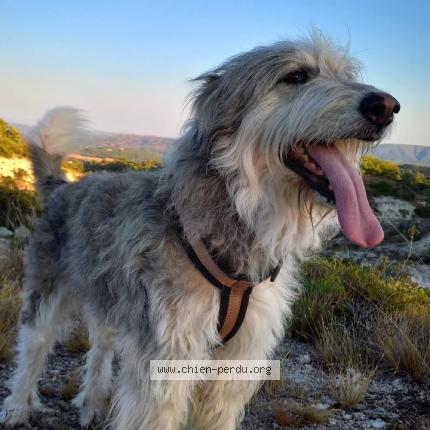 Photo 1/1 Chien retrouvé Perdu à Manosque