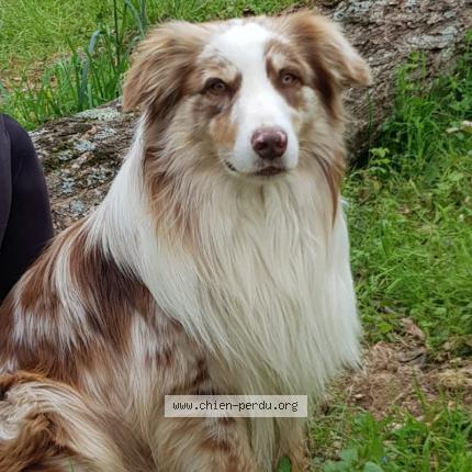 Photo 1/1 Chien retrouvé Perdu à Galez