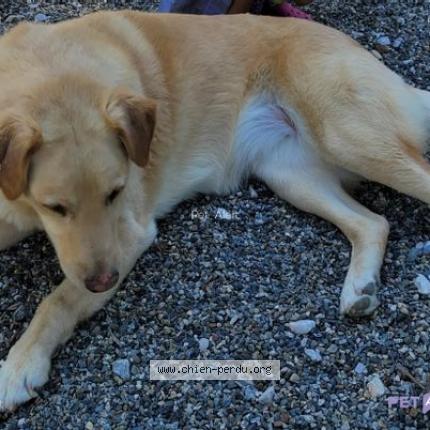 Photo 1/1 Chien retrouvé Perdu à Launaguet