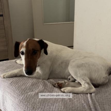 Photo 1/1 Chien retrouvé Perdu à Conflans Sur Anille