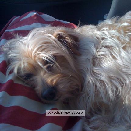 Photo 1/1 Chien retrouvé Perdu à Plestin les greves