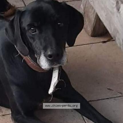 Photo 1/1 Chien retrouvé Perdu à Le Rouret
