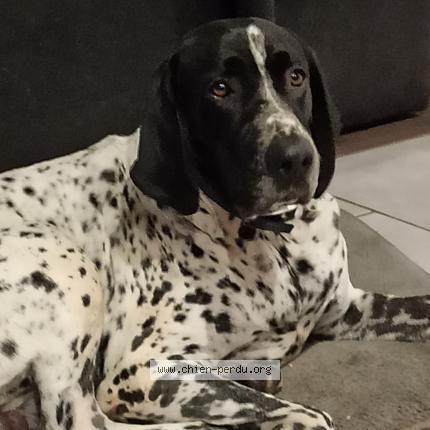 Photo 1/1 Chien retrouvé Perdu à Les chazes