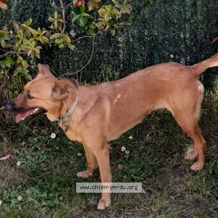Photo 1/1 Chien retrouvé Perdu à Fargues Saint Hilaire