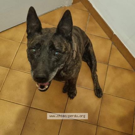 Photo de chien trouvé à Marseille