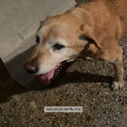 Photo 1/1 Chien retrouvé Trouvé à Salins Les Bains