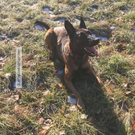 Photo de chien perdu à Gap