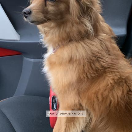 Photo 1/2 Chien retrouvé Perdu à Aulnay sous bois