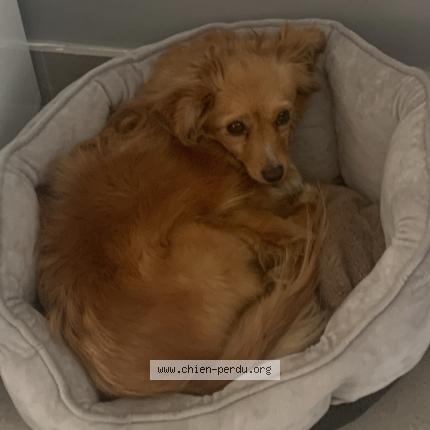 Photo 2/2 Chien retrouvé Perdu à Aulnay sous bois