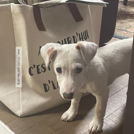 Photo 1/1 Chien retrouvé Perdu à Chateauneuf