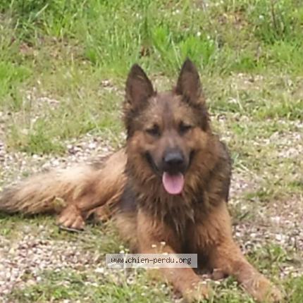 Photo 1/1 Chien retrouvé Perdu à Liausson