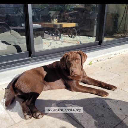 Photo 1/1 Chien retrouvé Perdu à Vacqueyras
