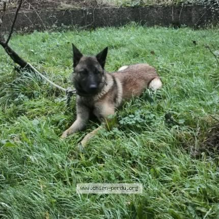 Photo de chien trouvé à Saint Nolff