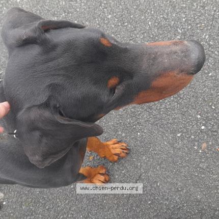 Photo 1/1 Chien retrouvé Trouvé à La clisse