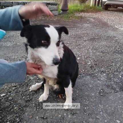 Photo de chien trouvé à La Roquefixade