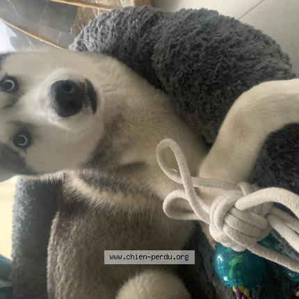 Photo de chien perdu à Soubise