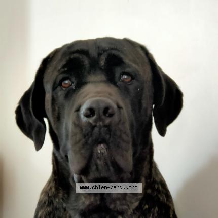 Photo 1/1 Chien retrouvé Perdu à Limoux