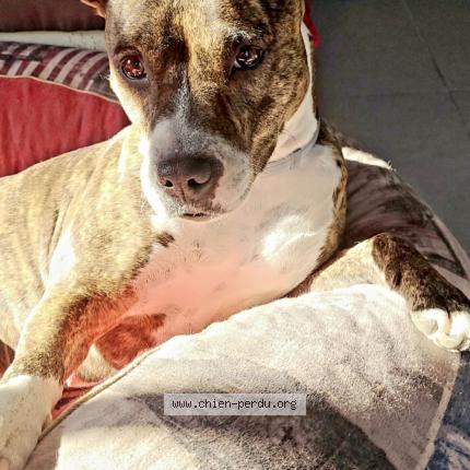 Photo de chien perdu à Chateaurenard