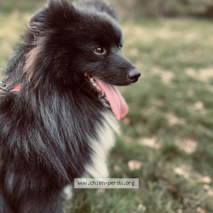 Photo de chien perdu à Unieux
