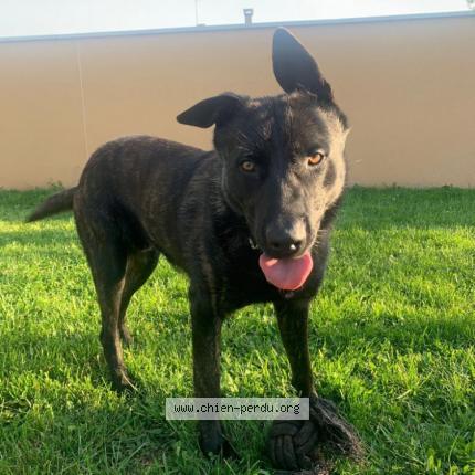 Photo 1/1 Chien retrouvé Perdu à Meyzieu