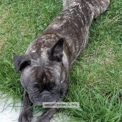 Photo de chien perdu à Uxegney