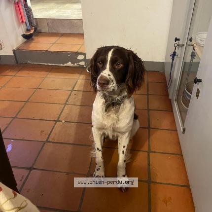 Photo de chien perdu à Cotignac