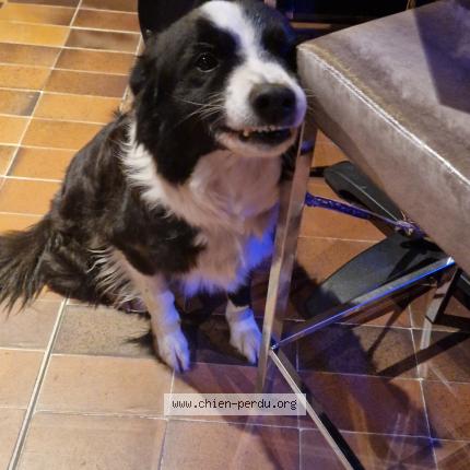 Photo 1/1 Chien retrouvé Perdu à St joseph